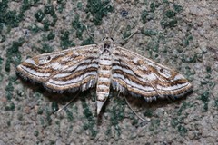 Parapoynx fluctuosalis