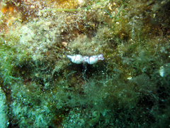 Lamprohaminoea ovalis