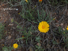 Calendula suffruticosa