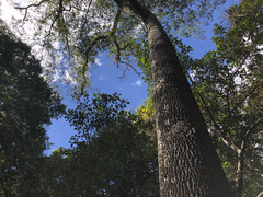 Copaifera langsdorffii