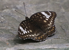 Lexias aeetes