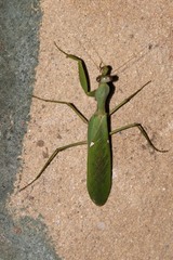 Sphodromantis