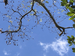 Copaifera langsdorffii