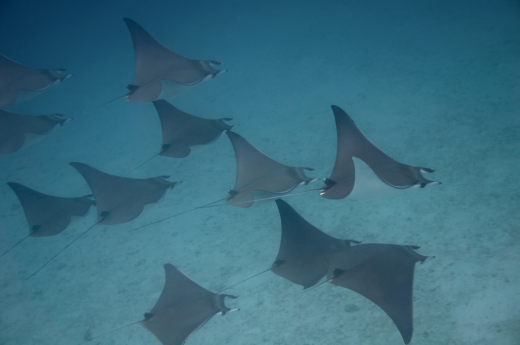 Shortfin devil ray (Mobula kuhlii) — Myliobatidae