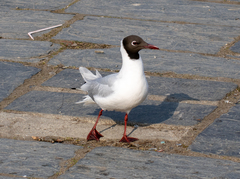 Chroicocephalus ridibundus