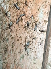 Hiranetis