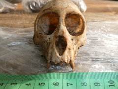 Cercopithecus
