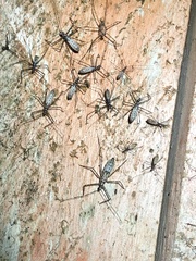 Hiranetis