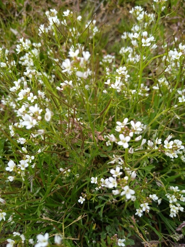 Cardamine occulta