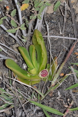 Glottiphyllum longum
