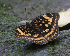 Lexias aeetes