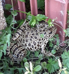 Lithobates areolatus