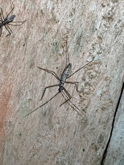 Hiranetis