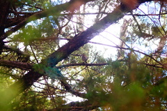 Zonotrichia capensis