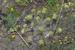 Polytaenia