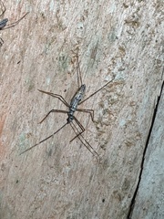 Hiranetis