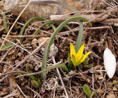 Gagea transversalis