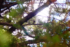 Zonotrichia capensis