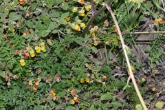 Polytaenia