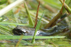 Gastrotheca cuencana