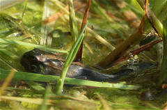 Gastrotheca cuencana