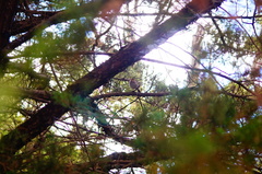 Zonotrichia capensis