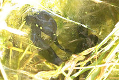 Gastrotheca cuencana