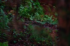 Zonotrichia capensis