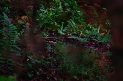 Zonotrichia capensis