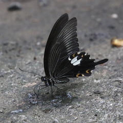 Papilio sataspes