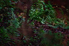 Zonotrichia capensis