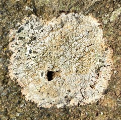 Pertusaria plittiana