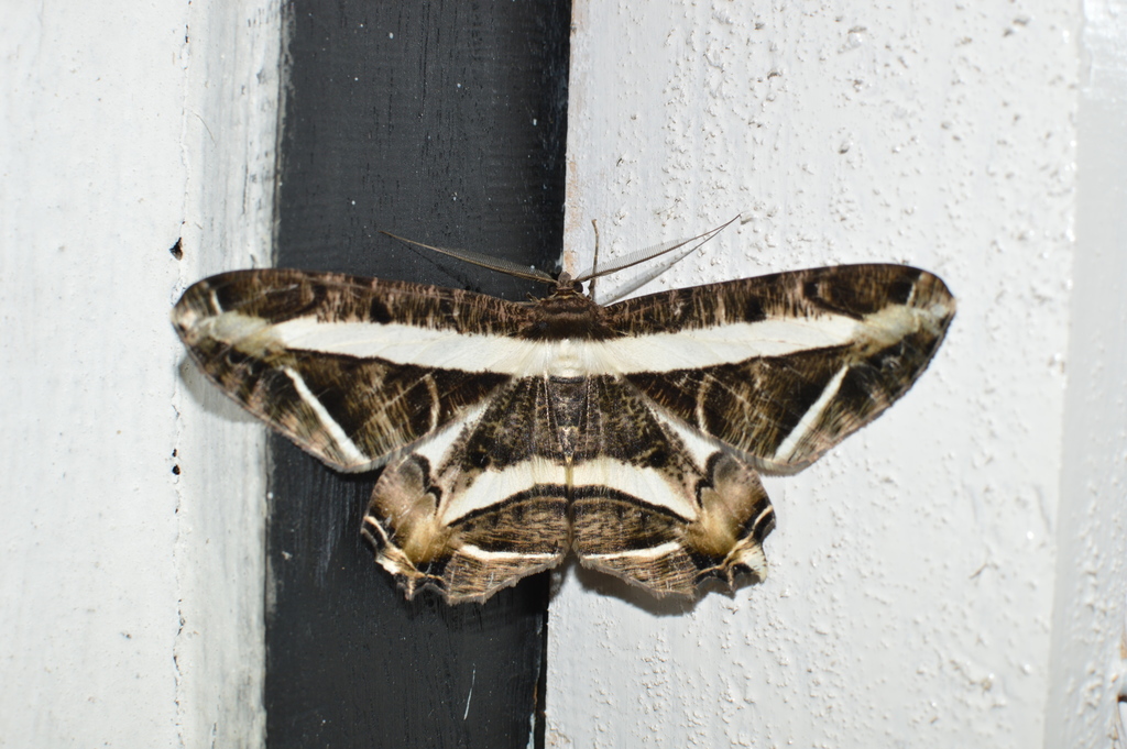 Chorodna