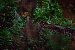 Zonotrichia capensis