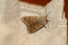 Orthosia pacifica
