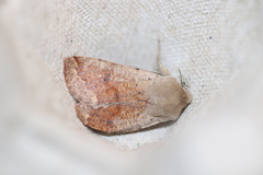 Orthosia pacifica