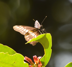 Catasticta flisa flisa