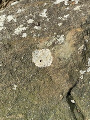 Pertusaria plittiana