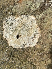 Pertusaria plittiana