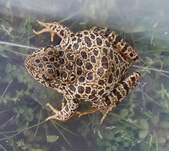 Lithobates areolatus