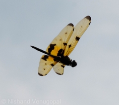 Rhyothemis variegata