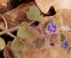 Veronica triloba