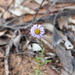 Brachyscome ciliaris - Photo (c) robertpergl, algunos derechos reservados (CC BY-NC), subido por robertpergl