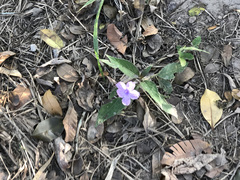 Ruellia jussieuoides