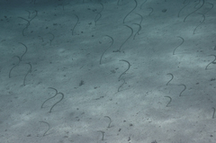 Gorgasia maculata