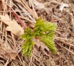 Cardamine quinquefolia