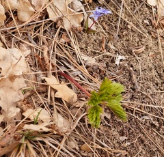 Cardamine quinquefolia