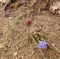 Cardamine quinquefolia