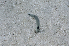 Heteroconger hassi