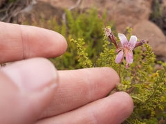 Pelargonium tragacanthoides